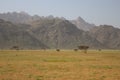 Elba protectorate Beautiful scenery of trees with mountain background in the south of Egypt Royalty Free Stock Photo