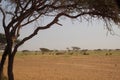 Elba protectorate Beautiful scenery of trees in the wilderness with mountain background in Egypt