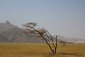 Elba protectorate Beautiful scenery of trees with mountain background in the south of Egypt Royalty Free Stock Photo