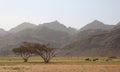 Elba protectorate Beautiful scenery of trees with mountain background in the south of Egypt Royalty Free Stock Photo