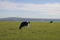 Beautiful scenery of two cows grazing in an open field with the river and mountain in the background Royalty Free Stock Photo
