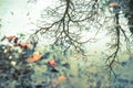 Beautiful scenery of a water surface with the reflection of bare tree branches Royalty Free Stock Photo