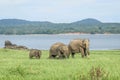 Beautiful scenery of wild elephants family with little baby elephant by the water reservoir next to mountain forest under blue sky Royalty Free Stock Photo