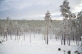 Beautiful scenery of a winter forest. Royalty Free Stock Photo