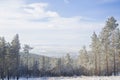 Beautiful scenery of a winter forest. Royalty Free Stock Photo