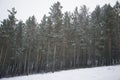 Beautiful scenery of a winter forest. Royalty Free Stock Photo