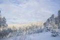 Beautiful scenery of a winter forest. Royalty Free Stock Photo