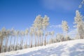 Beautiful scenery of a winter forest. Royalty Free Stock Photo