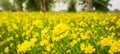 Beautiful scenery of yellow cosmos fields, blooming yellow cosmos flowers in agriculture farm