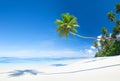 Beautiful Scenic Beach with Palm Tree