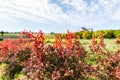 Beautiful scenic bright landscape view of colorful red barberry thunberg bushes growing at ornamental english park Royalty Free Stock Photo