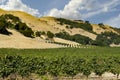 A beautiful vineyard in Napa Valley, California. Royalty Free Stock Photo