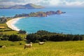 Beautiful scenic coastal landscape of peninsula with green meadow, forest, grazing sheep, white sand beach - Karitane, New Zealand