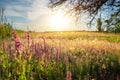 Beautiful scenic colorful wild flower field meadow sunset evening sunrise morning summertime nature landscape. Vibrant Royalty Free Stock Photo