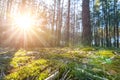 Beautiful scenic coniferous forest woods floor view early morning sunrise with rising sun shininig and pine trees moss Royalty Free Stock Photo