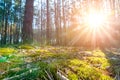 Beautiful scenic coniferous forest woods floor view early morning sunrise with rising sun shininig and pine trees moss and sprice Royalty Free Stock Photo