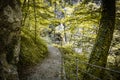 Beautiful scenic empty forest path leading to cave Royalty Free Stock Photo