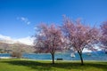 Beautiful scenic flower blooming in park beside lake wanaka southland new zealand Royalty Free Stock Photo