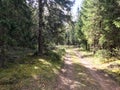 Beautiful scenic forest gravel road with ruts in a pine warrior green forest Royalty Free Stock Photo