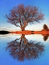 Beautiful scenic landscape of bare autumn tree by lake with reflection on water surface and blue sky. Duality in nature concept