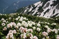 Beautiful scenic landscape of Caucasus mountans at spring with blooming rhododendron, Sochi, Krasnaya Polyana. Russia