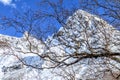Beautiful scenic landscape of snow covered Caucasus mountain peaks on sunny day at spring with blue sky and bare tree branches on Royalty Free Stock Photo
