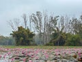 Close-up of pink lotus water lily & trees in lake closeup at gulwat lotus valley Royalty Free Stock Photo