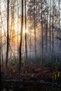 Beautiful scenic misty foggy forest