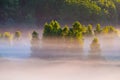 Beautiful scenic misty landscape in forest