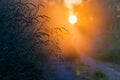 Scenic sunrise in forest and grass with dew Royalty Free Stock Photo