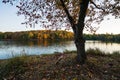 Beautiful scenic panoramic autumn view on bank of lake with one tree and forest. Golden hour. Royalty Free Stock Photo