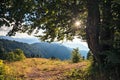 Beautiful scenic summer autumn forest landscape in Caucasus Mountains in Sochi at sunset. Sun shining through tree leaves Royalty Free Stock Photo