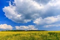 Beautiful scenic summer landscape of wild forest meadow with yellow blooming weed, blue sky and white cumulus clouds. A sunny day