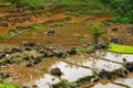 Beautiful scenic terraced rice fields during the raining season and worker on the filed