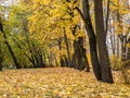 Beautiful scenic view of autumnal park. tall maple trees with bright yellow leaves