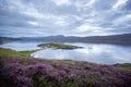 Beautiful scenic view of blooming purple flowers near the shore of Loch Eriboll, the United Kingdom