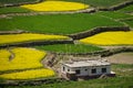 Beautiful scenic view of bright yellow field, green trees a Royalty Free Stock Photo