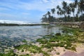 Beautiful scenic view of coastline with palm trees, sri lanka Royalty Free Stock Photo