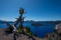 Old white pine bark overlooking Crater Lake and Wizard Island Royalty Free Stock Photo