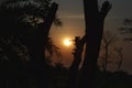 Beautiful scenic view of dramatic sunset through trees in the evening silhouette.