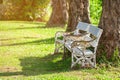 Beautiful scenic view of morning sunlight in public park with pine tree and green grass field. Summer nature background texture