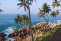 beautiful scenic view of palm trees on coastline, mirissa, Royalty Free Stock Photo