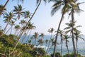 beautiful scenic view of palm trees on coastline, mirissa, Royalty Free Stock Photo