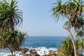 beautiful scenic view of palm trees om coastline and blue sky, sri lanka, mirissa Royalty Free Stock Photo