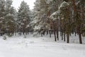 Beautiful scenic view of pine forest with trees covered with snow