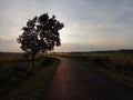 A beautiful scenic view of a rural village road and silhouette tree Royalty Free Stock Photo