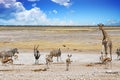 Beautiful scenic view of a vibrant waterhole in Erosha, with many different animals Royalty Free Stock Photo