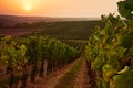 Beautiful scenic vineyards at sunset