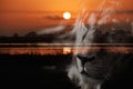 Beautiful Scenic Wetland Sunrise With Lion Silhouette Royalty Free Stock Photo