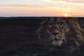 Beautiful Scenic Wetland Sunrise With Lion Silhouette